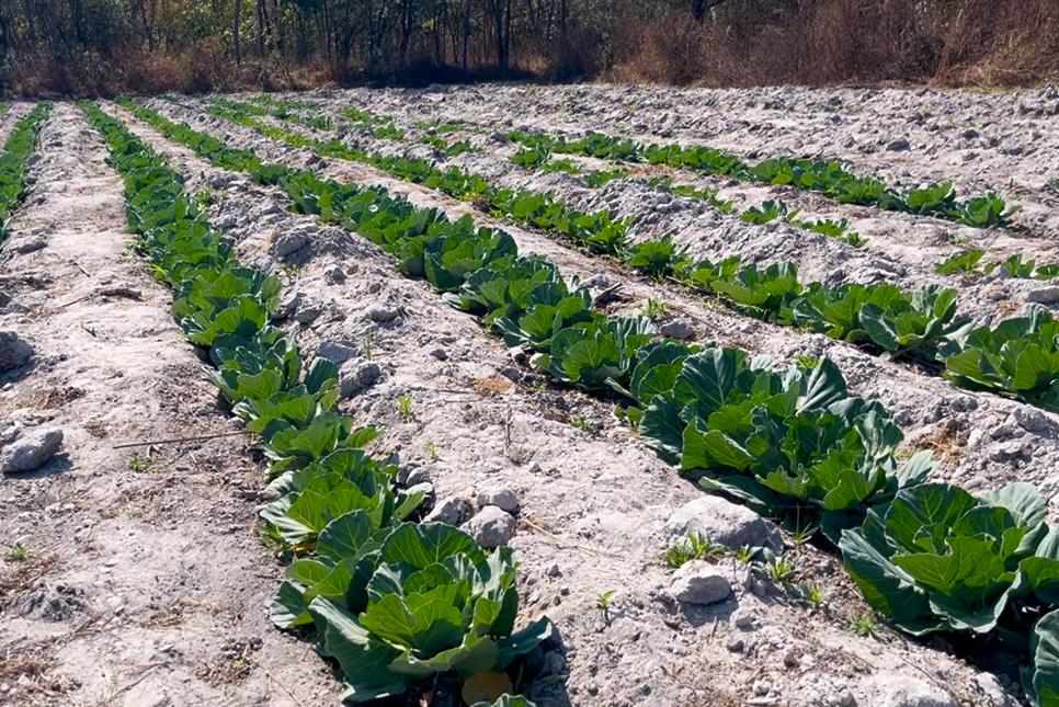 Luto Farm — community agriculture